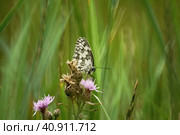 Бабочка пестроглазка галатея (Melanargia galathea) на цветке василька лугового. Стоковое фото, фотограф Mixail59 / Фотобанк Лори