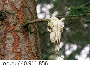 Goat skull on the tree in the forest of Queenstown hills, New Zealand. Стоковое фото, фотограф Евгений Дробитько / Фотобанк Лори