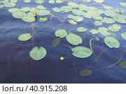 Small capsule Nuphar pumila is a species of perennial herbaceous plants of the genus Nuphar of the Nymphaeaceae. Rhizomatous aquatic plants. Family water lilies, Genus small egg, View Small capsule. Стоковое фото, фотограф Юлия Петровская / Фотобанк Лори