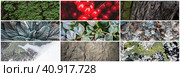 Set of natural textures. Nature objects close-up: trunks and bark of trees, berries, foliage of plants, surface of stones, lichen, hoarfrost and snow. Collection of panoramic backgrounds for design. Стоковое фото, фотограф Андрей Степанов / Фотобанк Лори