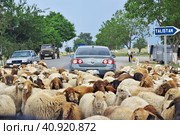 Sheki, Azerbaijan - 12 Jul 2013. Sheep on the road in Caucasian Mountains, Azerbaijan. Редакционное фото, фотограф Сергей Стрелков / Фотобанк Лори