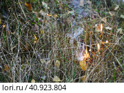 Костер в траве. В лесу горит сухая трава. Начало пожара. / Fire in the grass. Dry grass is burning in the forest. The beginning of the fire. Стоковое фото, фотограф Наталья Баранова / Фотобанк Лори