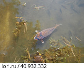 Koi or brocade carp nishikigoi are ornamental domesticated fish bred from the Amur subspecies of carp Cyprinus carpio. Eurasian carp or European carp, common carp, freshwater fish of eutrophic waters. Стоковое фото, фотограф Юлия Петровская / Фотобанк Лори