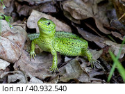 Ящерица прыткая Lacerta agilis. Стоковое фото, фотограф Востриков Андрей / Фотобанк Лори