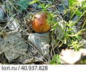 Маслёнок зернистый (лат. Suillus granulatus) — трубчатый гриб рода Маслёнок семейства Болетовые (лат. Boletaceae). Характеризуется отсутствием кольца и слизистой коричневой шляпкой. Сбор грибов называют "тихой охотой" Стоковое фото, фотограф Сергей Елизарьев / Фотобанк Лори