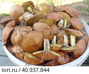 Маслёнок зернистый (лат. Suillus granulatus) — трубчатый гриб рода Маслёнок семейства Болетовые (лат. Boletaceae). Характеризуется отсутствием кольца и слизистой коричневой шляпкой. Сбор грибов называют "тихой охотой" Стоковое фото, фотограф Сергей Елизарьев / Фотобанк Лори
