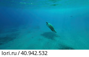 Great Green Sea Turtle (Chelonia mydas)  swimming upin the blue ocean, Reda sea, Egypt. Стоковое фото, фотограф Некрасов Андрей / Фотобанк Лори