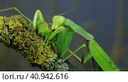 Sexual cannibalism, Close-up portrait of large female green praying mantis eats the male after mating on tree branch covered with lichen. Transcaucasian tree mantis (Hierodula transcaucasica) Стоковое фото, фотограф Некрасов Андрей / Фотобанк Лори