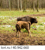 Aurochs, young animals in the forest. The European bison (Bison bonasus), also known as wisent or the European wood bison, Russia. Стоковое фото, фотограф VittoriaChe / Фотобанк Лори