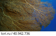 Close up of soft coral Giant Gorgonian or Sea fan (Subergorgia mollis) in coral garden at sea depth, Red sea, Safaga, Egypt. Стоковое фото, фотограф Некрасов Андрей / Фотобанк Лори