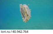 Close up of Upside Down Jellyfish (Cassiopea andromeda) swimming in blue water on bright sunny day in sunbeam, Red sea, Egypt. Стоковое фото, фотограф Некрасов Андрей / Фотобанк Лори