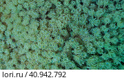 Close-up, Colonies of Flowerpot coral or Anemone coral (Goniopora columna). Coral polyps feed by filtering on plankton. Natural background of coral polyps, Red sea, Egypt. Стоковое фото, фотограф Некрасов Андрей / Фотобанк Лори