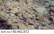 Common Seamoth, Little Dragonfish or Short Dragonfish (Eurypegasus draconis) walking on sandy rocky bottom on sunny day in sunbeams, top view, Red sea, Egypt. Стоковое фото, фотограф Некрасов Андрей / Фотобанк Лори