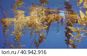 Close up of plastic pack drifts with scraps of Seaweed Brown Sargassum on surface of water form floats islands of algae and plastic debris, on daytime in sunlight, Red sea, Egypt. Стоковое фото, фотограф Некрасов Андрей / Фотобанк Лори