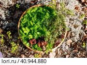 Morels on a wooden menagerie with young fir twigs. Forest gifts of nature. Стоковое фото, фотограф Светлана Высокос / Фотобанк Лори