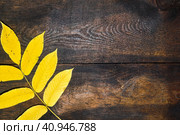 Yellow Manchurian walnut leaves (Juglans mandshurica) on dark brown wooden surface. Autumn composition with copy space. Стоковое фото, фотограф Татьяна Терехина / Фотобанк Лори