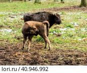 European bisons (Bison bonasus), young animals, aurochs in the forest. Стоковое фото, фотограф VittoriaChe / Фотобанк Лори