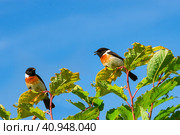 Черноголовый чекан (Saxicola rubicola). Птица-мухоловка сидит на зеленой траве. Стоковое фото, фотограф Любовь Демус / Фотобанк Лори