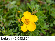 Лапчатка кустарниковая или Курильский чай кустарниковый (Dasiphora fruticosa). Цветок. Крупно. Стоковое фото, фотограф Зобков Юрий / Фотобанк Лори