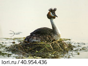 Большая поганка (Чомга) на месте гнездования в озере (Podiceps cristatus) (2023 год). Редакционное фото, фотограф Слава Тундринский / Фотобанк Лори
