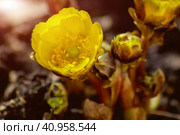 Yellow flowers of Adonis amurensis close up. Medicinal plant. Selective focus. Стоковое фото, фотограф Алексей Игнатов / Фотобанк Лори