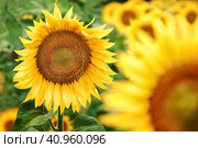 Blooming sunflower grows on a bright yellow color close-up. Стоковое фото, фотограф Стас Пересыпкин / Фотобанк Лори