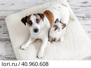 Dog and cat are best friends playing together at home. Стоковое фото, фотограф Гладских Татьяна / Фотобанк Лори