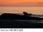Морской заяц (Лахтак) на острове Большой Топ на Белом море. Стоковое фото, фотограф Роман Рожков / Фотобанк Лори