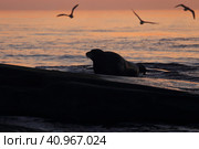 Морской заяц (Лахтак) на острове Большой Топ на Белом море. Стоковое фото, фотограф Роман Рожков / Фотобанк Лори