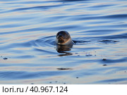 Морской заяц (Лахтак) в Белом море. Стоковое фото, фотограф Роман Рожков / Фотобанк Лори