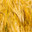 ear of wheat close-up. Wheat field. Harvest period (2023 год). Стоковое фото, фотограф Антон Вахрушев / Фотобанк Лори