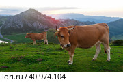 Mountain cow sits on a lawn in a national park among the mountains at sunset. Стоковое фото, фотограф Татьяна Яцевич / Фотобанк Лори