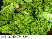 Lettuce (Lactuca sativa) leaves in the Vinh Hai market of Nha Trang Vietnam. Стоковое фото, фотограф Татьяна Терехина / Фотобанк Лори