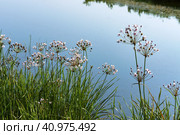 Pink flowers on the river, Susak umbrella on the pond. Стоковое фото, фотограф Zima Nadezhda / Фотобанк Лори