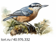 Nuthatch on a white background, watercolor style, Generative AI. Стоковое AI-изображение, AI-художник Анна Кривицкая / Фотобанк Лори