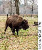 European bison (Bison bonasus), big auroch standing in the forest. Стоковое фото, фотограф VittoriaChe / Фотобанк Лори