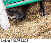 European bison (Bison bonasus) sticking his nose and hoof out from under the fence, Russia. Стоковое фото, фотограф VittoriaChe / Фотобанк Лори