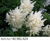 Белая астильба (лат. Astilbe) Стоковое фото, фотограф Елена Орлова / Фотобанк Лори