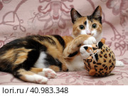 Playful three-color female cat with yellow eyes. Стоковое фото, фотограф Анна Кривицкая / Фотобанк Лори