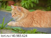 Young red cat in the summer garden near the house. Стоковое фото, фотограф Анна Кривицкая / Фотобанк Лори