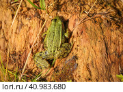 Green Frog is sunning itself on a stump. Стоковое фото, фотограф Марина Демидюк / Фотобанк Лори