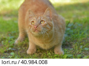 Young red cat in the summer garden near the house. Стоковое фото, фотограф Анна Кривицкая / Фотобанк Лори