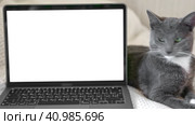 Laptop with white screen chromakey against Cat. Little gray cute sleepy Kitten. Online shopping, websites for pets, application. Mockup. Fluffy pet near white background with advertising copy space. Стоковое видео, видеограф Марина Демидюк / Фотобанк Лори