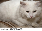 Dirty white homeless cat has just been brought from the street. Cat is looking straight to the camera. Pets and domestic animals. Care of homeless animals. Грязно-белого бездомного кота только что принесли с улицы. Кот смотрит прямо в камеру. Домашние животные. Забота о бездомных животных. Стоковое фото, фотограф Дмитрий Березнев / Фотобанк Лори