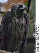 Black vulture. Стоковое фото, фотограф Анна Кривицкая / Фотобанк Лори