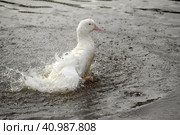 Greylag goose taking out the head of the water, goose, bird. Стоковое фото, фотограф Анна Кривицкая / Фотобанк Лори