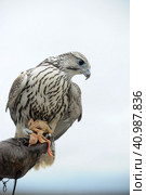 Falcon sitting on a hand. Стоковое фото, фотограф Анна Кривицкая / Фотобанк Лори
