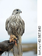 Falcon sitting on a hand. Стоковое фото, фотограф Анна Кривицкая / Фотобанк Лори
