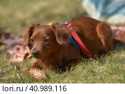 Small ginger dog of the Nevskaya Orchid breed. Стоковое фото, фотограф Анна Кривицкая / Фотобанк Лори