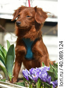 Small ginger dog of the Nevskaya Orchid breed. Стоковое фото, фотограф Анна Кривицкая / Фотобанк Лори
